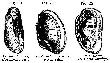Figures 20 - 22 - Anodonta, Unio