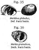 Figures 35 & 36 - Nerita & Neritina