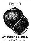 Figure 43 - the delicious ampullaria
