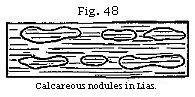 Figure 48 - Calcareous nodules in Lias