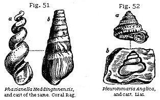 Figures 51 & 52 - Phasianella and Pleurotomaria