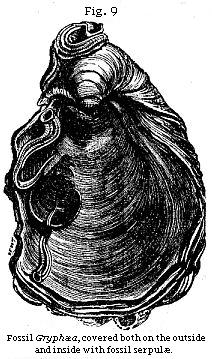 Figure 9 - Fossil Gryphaea covered with serpulae